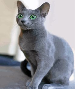 Adorable Russian Blue Cat Paint By Numbers