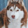 Brown Snow Husky Paint By Numbers
