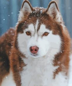 Brown Snow Husky Paint By Numbers