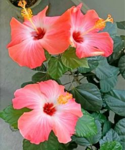 Aesthetic Hibiscus Paint By Numbers