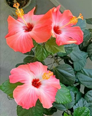 Aesthetic Hibiscus Paint By Numbers