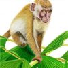 Macaque Monkey Paint By Numbers