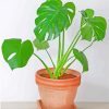 Philodendron Paint By Numbers