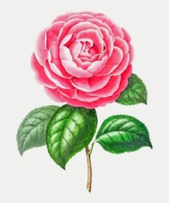 Blooming Pink Camellia Paint By Numbers