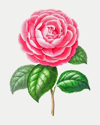 Blooming Pink Camellia Paint By Numbers