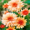 Orange Chrysanthemum Paint By Numbers
