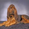 Relaxing Bloodhound Dog Paint By Numbers