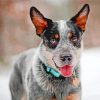 Blue Heeler Paint By Numbers