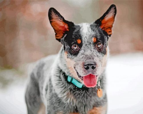 Blue Heeler Paint By Numbers