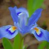 Blue Iris Flowers Paint By Numbers