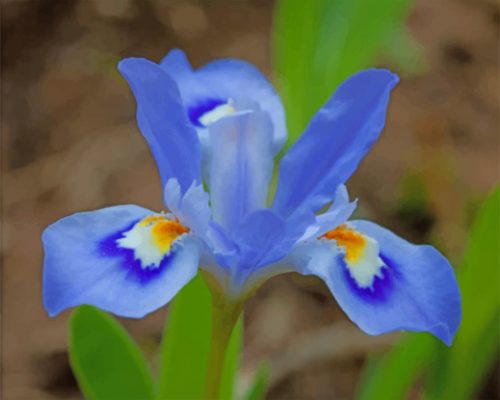 Blue Iris Flowers Paint By Numbers