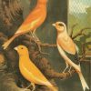 Canary Birds paint by numbers