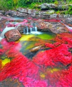 Cano Cristales River Paint By Numbers