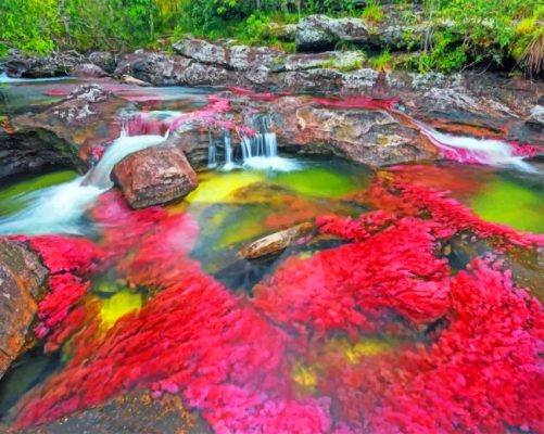 Cano Cristales River Paint By Numbers
