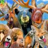 Crazy Animals paint by numbers