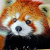 Red Panda Paint By Numbers