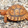 Cute Leopard Tortoise Paint By Numbers
