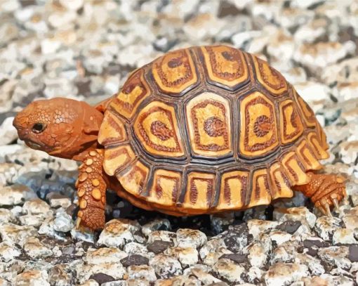 Cute Leopard Tortoise Paint By Numbers
