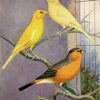 Domestic Canary Paint By Numbers
