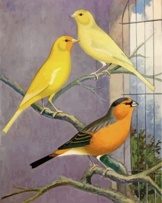 Domestic Canary Paint By Numbers