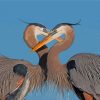 Great Blue Heron Couple Paint By Numbers