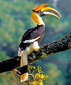 Great Indian Hornbill Paint By Numbers