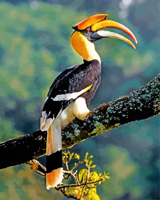 Great Indian Hornbill Paint By Numbers
