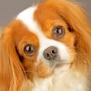 King Charles Cavalier Paint By Numbers