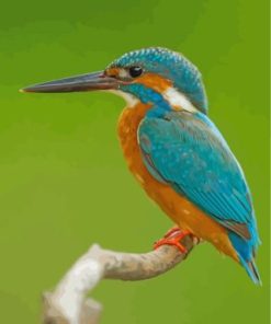 Kingfisher Bird paint By Numbers