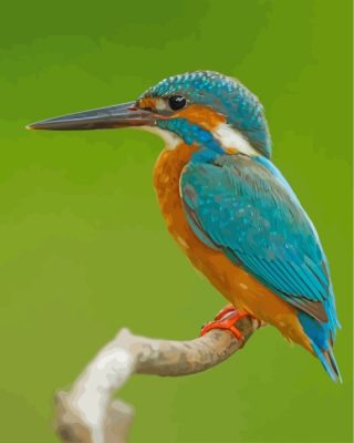 Kingfisher Bird paint By Numbers