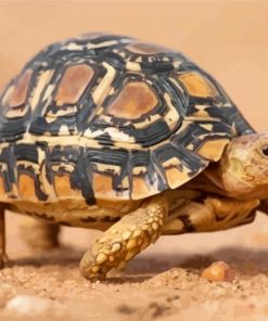 Leopard Tortoise Paint By Numbers