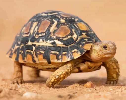 Leopard Tortoise Paint By Numbers
