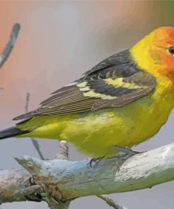Western Tanager Bird Paint By Numbers