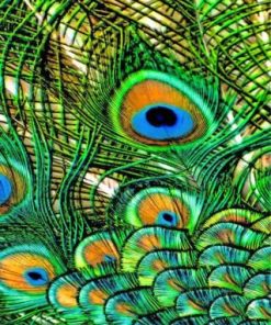 Peacock Feathers Paint By Numbers