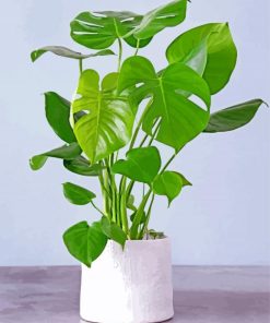 Aesthetic Philodendron Paint By Numbers