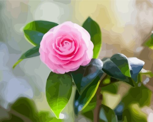 Pink Camellia Paint by numbers
