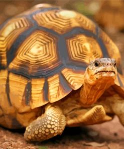 Ploughshare Tortoise Paint By Numbers