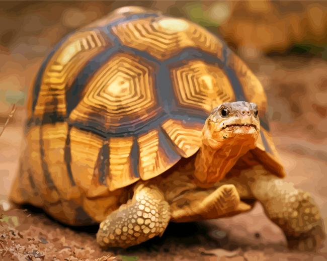 Ploughshare Tortoise Paint By Numbers