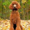 Brown Poodle Dog Paint By Numbers