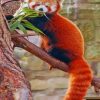 Red Panda On Tree paint by numbers