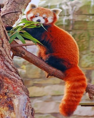 Red Panda On Tree paint by numbers