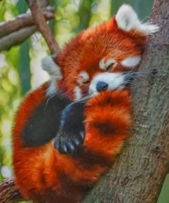 Red Panda Sleeping paint by numbers