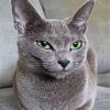 Mad Russian Blue Cat Paint By Numbers