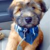 Soft Coated Wheaten Terrier Paint By Numbers