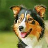 Tri Color Border Collie Paint By Numbers