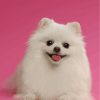 White Pomeranian Paint By Numbers