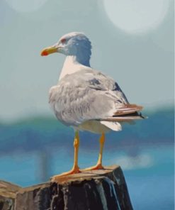 White Seagull Paint By Numbers
