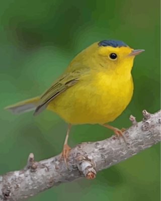 Yellow Canary Bird Paint By Numbers