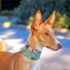 Podenco Dog Paint by numbers