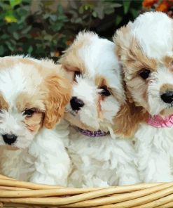 Cavachon Dogs Paint By Numbers